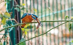 小翠鸟（二十三）