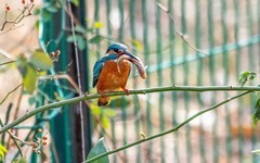 小翠鸟（二十三）