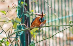 小翠鸟（二十三）