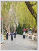 杨柳春风【丙午年-030】