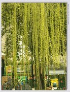 杨柳春风【丙午年-030】