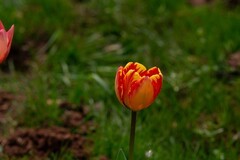 植物园拍郁金香 6