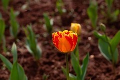 植物园拍郁金香 6