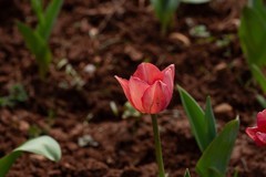 植物园拍郁金香 6