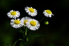 随拍洋甘菊