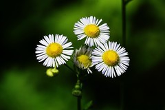 随拍洋甘菊