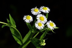 随拍洋甘菊