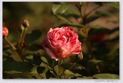 月季花【丙午年-376】