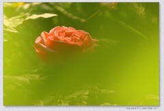 月季花【丙午年-376】