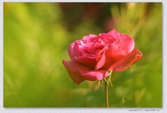 月季花【丙午年-376】