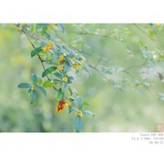 桂花飘香