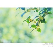 桂花飘香