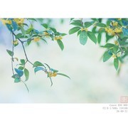 桂花飘香