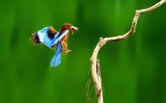 [26086] 麓湖的大翠