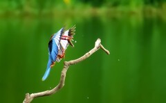 [26086] 麓湖的大翠