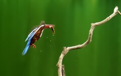 [26086] 麓湖的大翠