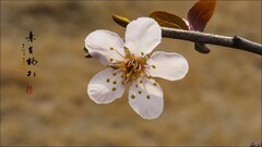 诗情画意看李花