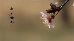 诗情画意看李花