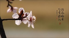 诗情画意看李花