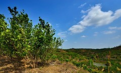 美华化橘红种植基地（5）