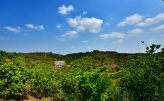 美华化橘红种植基地（5）