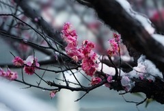 红梅傲雪（14）