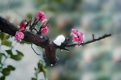 红梅傲雪（14）