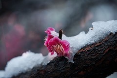 红梅傲雪（14）