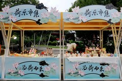 沙湖公园的荷花展！