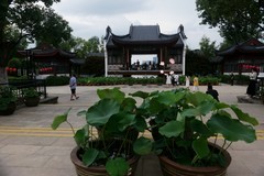 沙湖公园的荷花展！