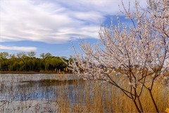 2026年第0203贴 - 颐和园西堤风光（0318）