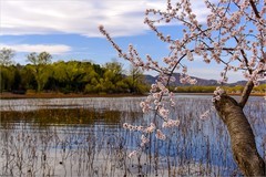 2026年第0203贴 - 颐和园西堤风光（0318）