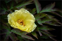 2026年第0392贴 -景山牡丹花纪实（0608）