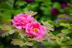 2026年第0392贴 -景山牡丹花纪实（0608）