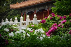 2026年第0392贴 -景山牡丹花纪实（0608）