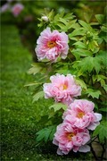 2026年第0394贴 -景山牡丹花纪实（0608）