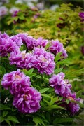2026年第0394贴 -景山牡丹花纪实（0608）