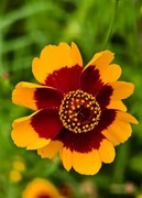 金鸡菊