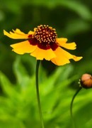 金鸡菊