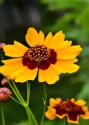 金鸡菊