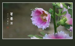 节节高升的蜀葵花