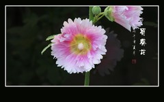 节节高升的蜀葵花