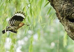 戴胜育雏（13）