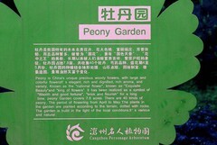 2045【不老松：纪实摄影】牡丹与芍药花！ (1)