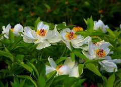 2045【不老松：纪实摄影】牡丹与芍药花！ (1)