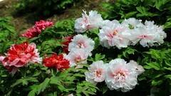 2046【不老松：纪实摄影】牡丹与芍药花！ (2)