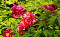 2046【不老松：纪实摄影】牡丹与芍药花！ (2)