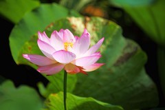 游核桃村（五）