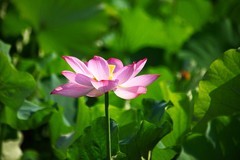 游核桃村（五）