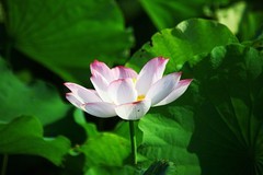 游核桃村（五）